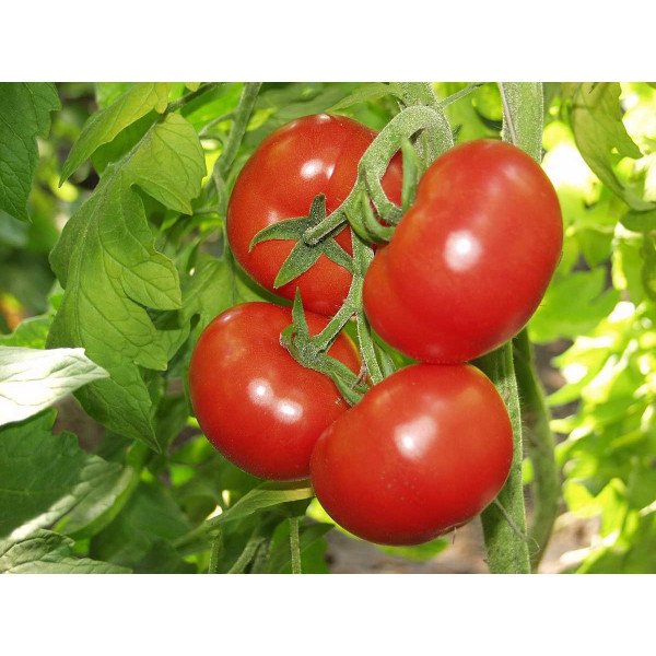 Семена томата Антинеа F1 /500 семян/ *Tezier*