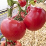 Томат Афен F1 /1.000 насінин/ *Tezier*