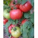 Семена томата Афен F1 /1.000 семян/ *Tezier*