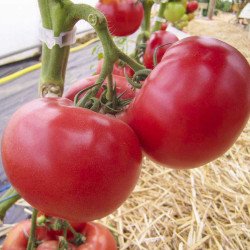 Томат Афен F1 /250 семян/ *Tezier*