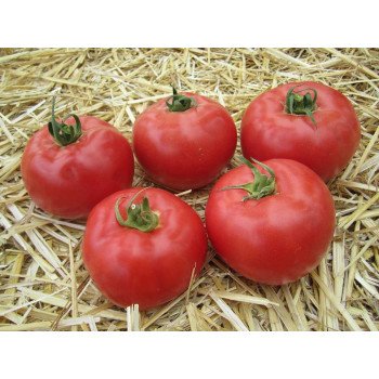 Томат Афен F1 /250 семян/ *Tezier*