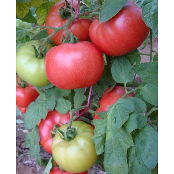 Семена томата Афен F1 /250 семян/ *Tezier*