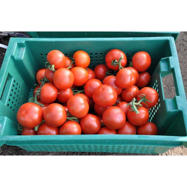 Семена томата Беллавиза F1 /100 семян/ *Rijk Zwaan*