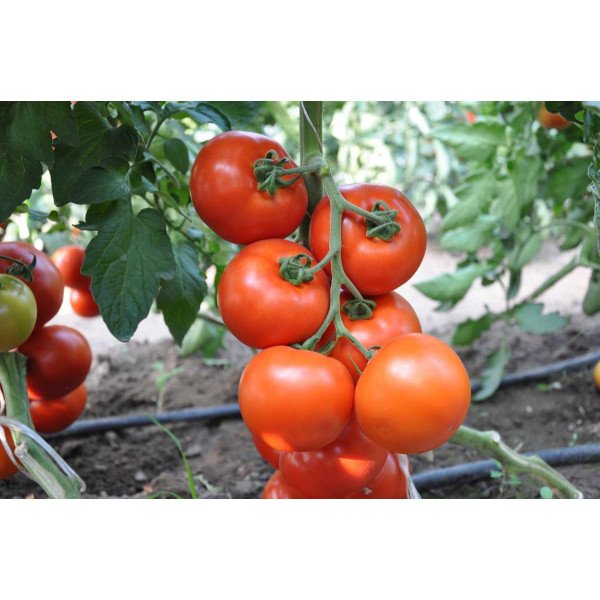 Семена томата Беллавиза F1 /100 семян/ *Rijk Zwaan*