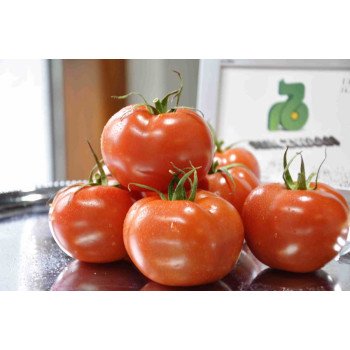 Томат Берил F1 /100 семян/ *Rijk Zwaan*