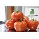 Семена томата Берил F1 /100 семян/ *Rijk Zwaan*