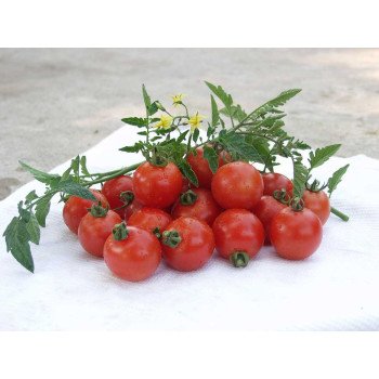 Томат Гармония F1 /1.000 семян/ *Tezier*