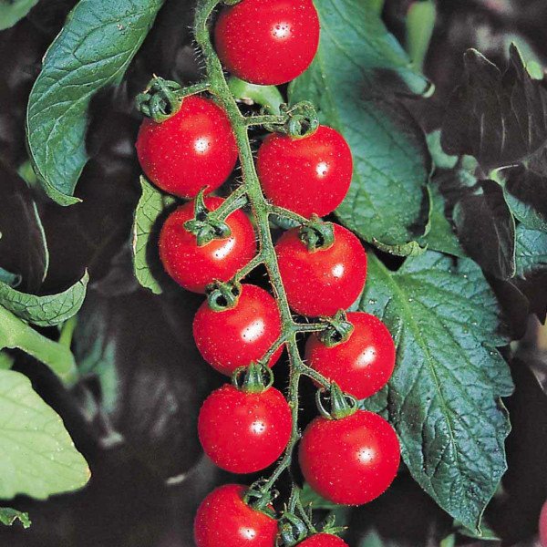 Семена томата Гармония F1 /250 семян/ *Tezier*