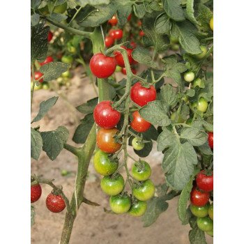 Томат Гармония F1 /250 семян/ *Tezier*