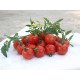 Семена томата Гармония F1 /250 семян/ *Tezier*