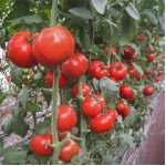 Томат Дунай К 20.48 F1 /250 насінин/ *Tezier*