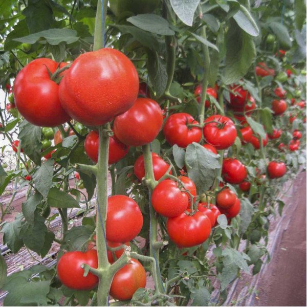 Семена томата Дунай К 20.48 F1 /250 семян/ *Tezier*