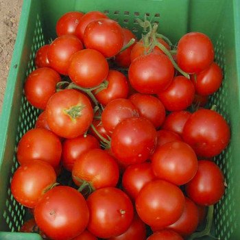 Томат Лилос F1 /500 семян/ *Rijk Zwaan*