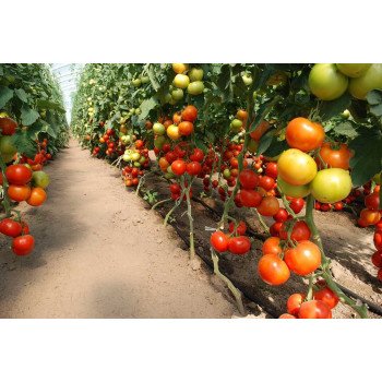 Томат Лилос F1 /500 семян/ *Rijk Zwaan*