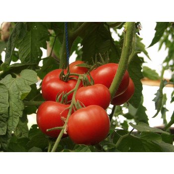 Томат Малик F1 /500 семян/ *Tezier*