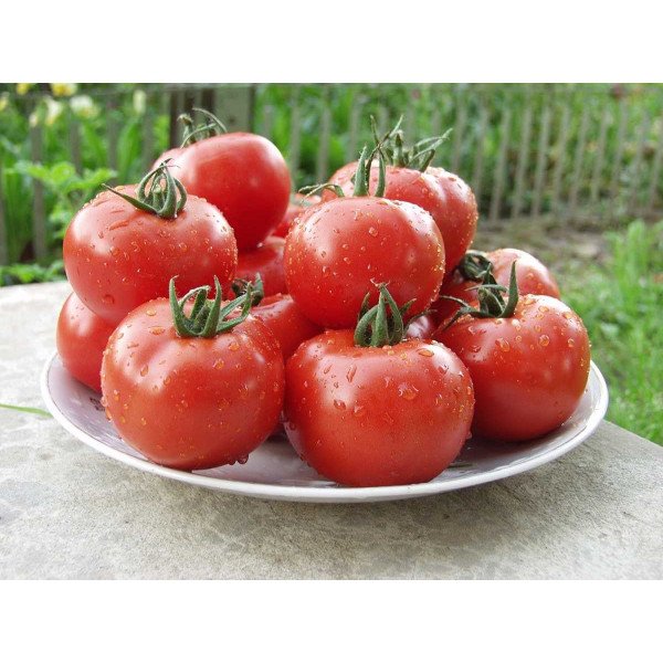 Насіння томату Малик F1 /500 насінин/ *Tezier*