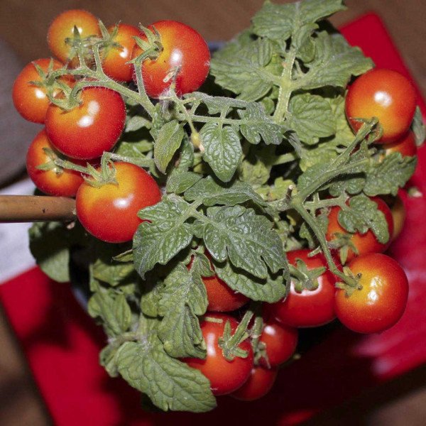 Семена томата Мини Бол F1 /500 семян/ *Nong Woo Bio*