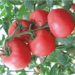 Томат Сан Ред F1 /500 насінин/ *Nong Woo Bio*
