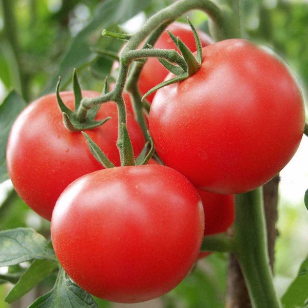 Семена томата Сита F1 /500 семян/ *Tezier*