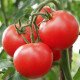 Семена томата Сита F1 /500 семян/ *Tezier*