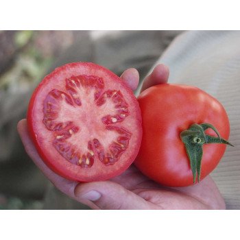 Томат Сита F1 /500 семян/ *Tezier*