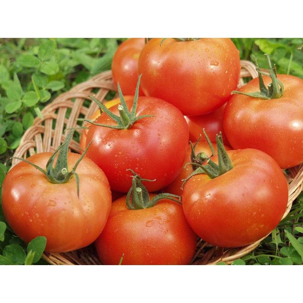 Семена томата Сита F1 /500 семян/ *Tezier*