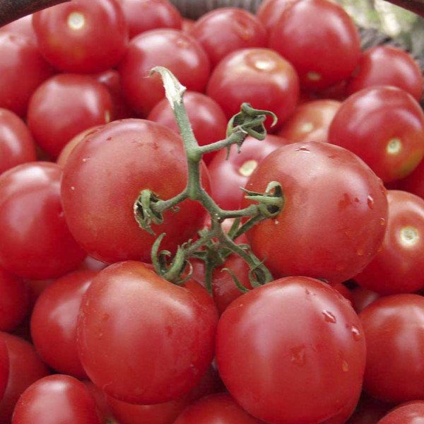 Семена томата Тести F1 /5 грамм/ *Bejo Zaden*