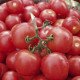 Семена томата Тести F1 /5 грамм/ *Bejo Zaden*