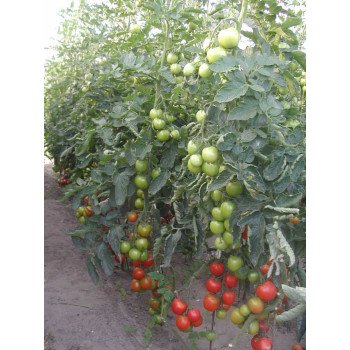 Томат Тести F1 /5 грамм/ *Bejo Zaden*