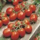 Насіння томату Тойото F1 /1.000 насінин/ *Bejo Zaden*