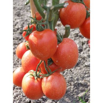 Томат Тойото F1 /1.000 семян/ *Bejo Zaden*