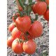 Насіння томату Тойото F1 /1.000 насінин/ *Bejo Zaden*