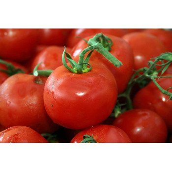 Томат Толстой F1 /5 грамм/ *Bejo Zaden*