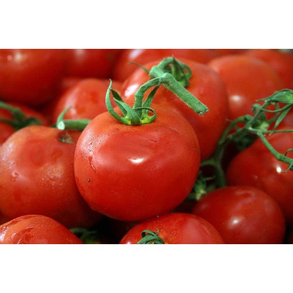 Насіння томату Толстой F1 /5 грам/ *Bejo Zaden*