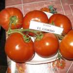 Томат Ел Гордо F1 /500 насінин/ *United Genetics*