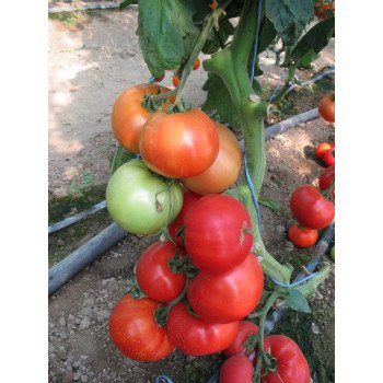 Томат Эл Гордо F1 /500 семян/ *United Genetics*