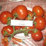 Томат Эмир F1 /500 семян/ *United Genetics*