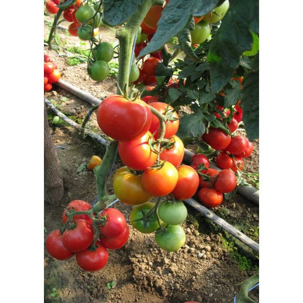 Семена томата Эмир F1 /500 семян/ *United Genetics*