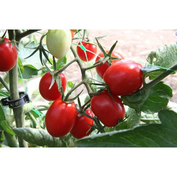 Семена томата UG 205 F1 /500 семян/ *United Genetics*