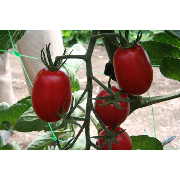 Семена томата UG 205 F1 /500 семян/ *United Genetics*