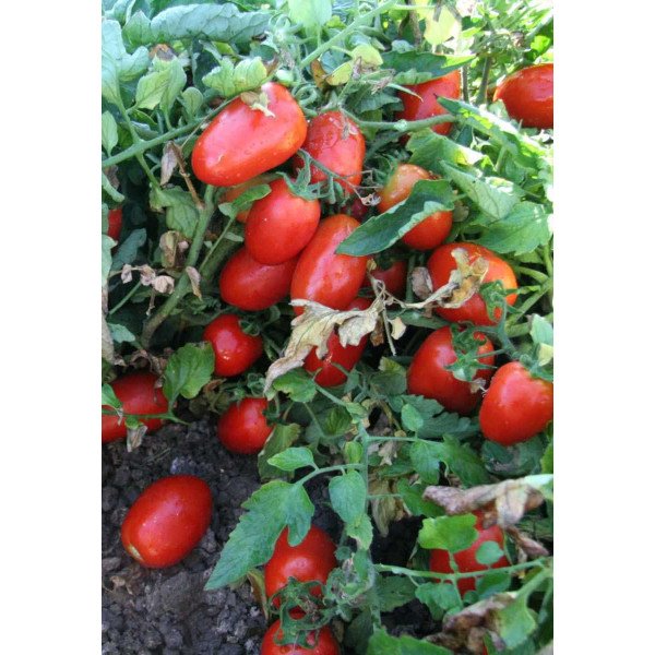 Семена томата UG 8168 F1 /5.000 семян драже/ *United Genetics*