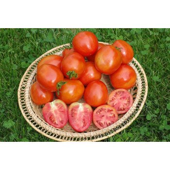 Томат UG B169 F1 /1.000 семян/ *United Genetics*