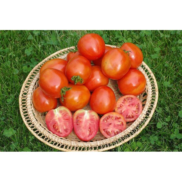 Семена томата UG B169 F1 /1.000 семян/ *United Genetics*