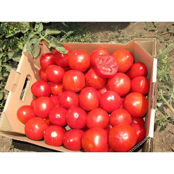 Семена томата UG B169 F1 /1.000 семян/ *United Genetics*