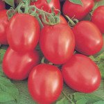 Томат Беніто F1 /5 грам/ *Bejo Zaden*