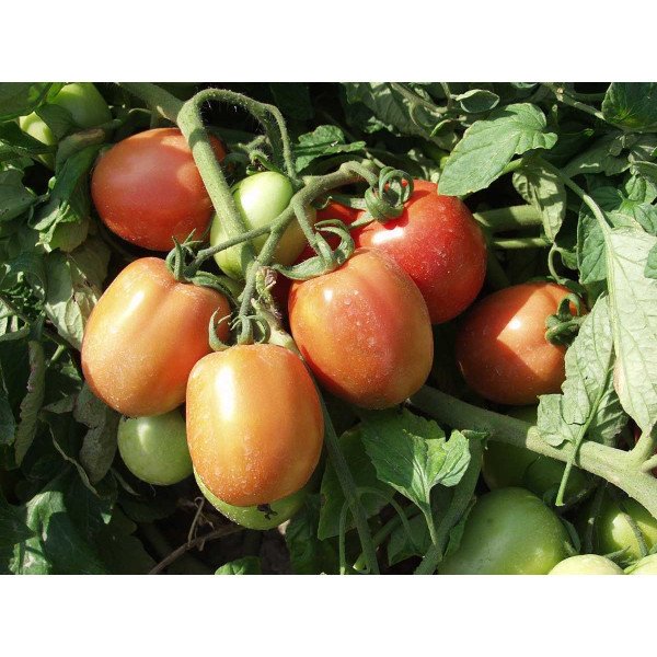 Насіння томату Беніто F1 /5 грам/ *Bejo Zaden*