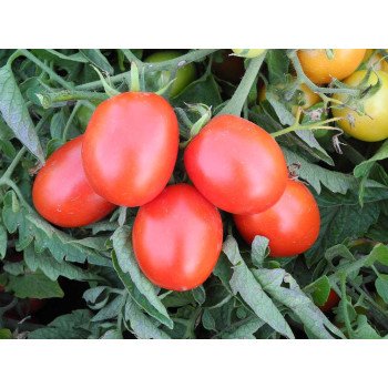 Томат Бріксол F1 /1.000 насінин/ *United Genetics*