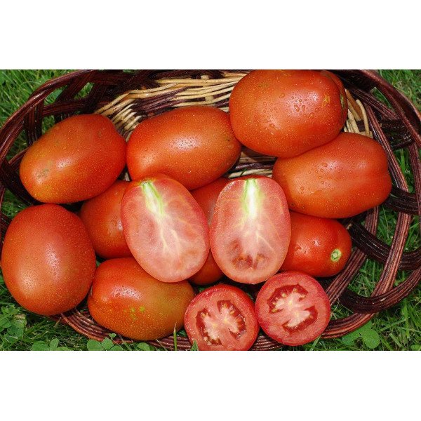 Семена томата Бриксол F1 /10.000 семян/ *United Genetics*