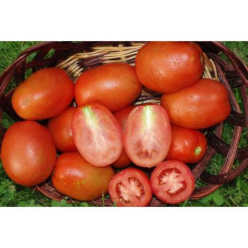 Томат Бриксол F1 /5.000 семян драже/ *United Genetics*