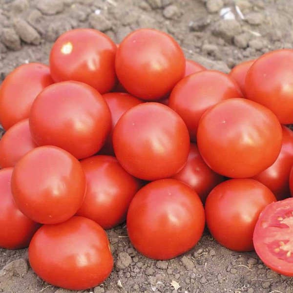 Семена томата Дональд F1 /1.000 семян/ *Nunhems Zaden*